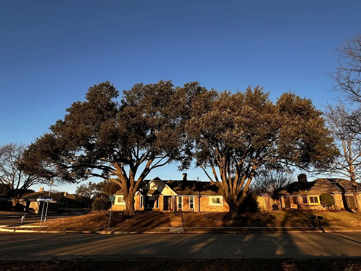 Established residential canopy tree shading a home in Walhalla